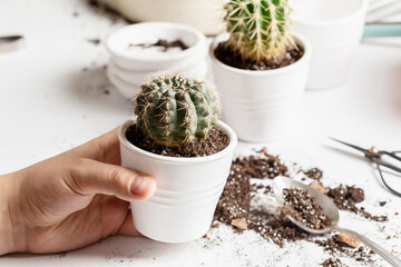 Process of repotting a cactus at home into new pot © ansyvan