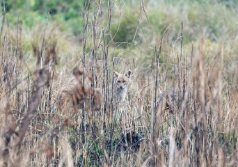 Jackal Looking through the Grass