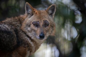 Jackal Portrait in Zoo