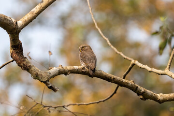 Jungle Owlet on Branch