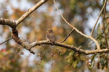 Jungle Owlet on Branch