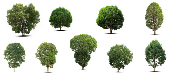 set of trees