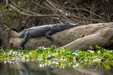 Muggar Crocodile Lying on Tree Trunk