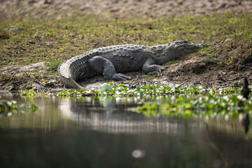 Muggar Crocodile Resting on Riverbank