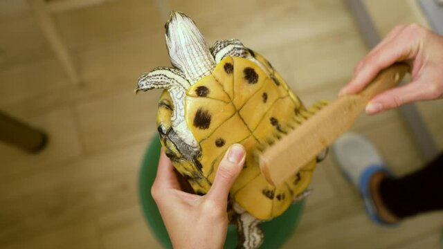 Top view young woman's hands cleaning tortoise with brush
