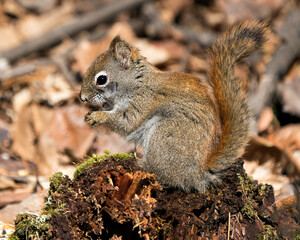 Squirrel Stock Photos. Close-up profile view sitting on a moss stump in the forest  displaying bushy tail, brown fur, nose,  paws with a blur background in its habitat and environment. Image. 
