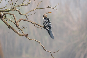 Oriental Darter Sitting on Tree Branch