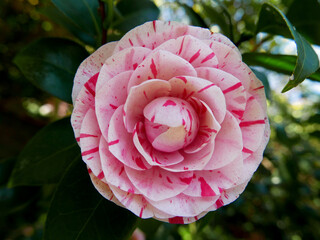 bellissima macro di camelia fiorita in primavera