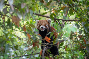 Red Panda Sitting in Tree