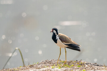 Red Wattled Lapwing on Lake Shore