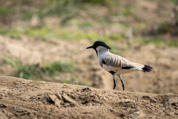 River Lapwing on Sandbar