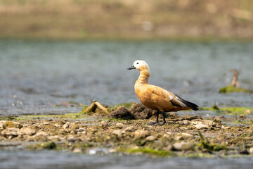 Ruddy Shelduck on Sandbar