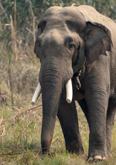 Fototapeta na wymiar Wild Elephant in the Jungle Portrait