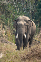 Fototapeta na wymiar Wild Elephant in the Jungle Portrait