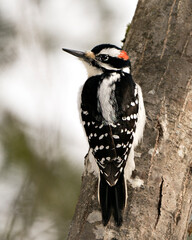 Woodpecker Stock Photo. Close-up profile view climbing tree trunk and displaying feather plumage in its environment and habitat in the forest with a blur background. Image. Picture. Portrait.