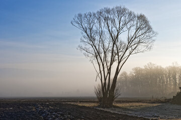 landscape with trees