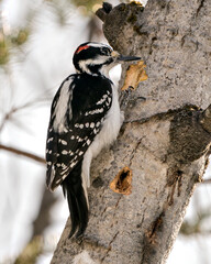 Woodpecker Stock Photos. Male close-up profile view drumming a hole in a  tree trunk and displaying feather plumage in its environment and habitat in the forest with a blur background. Image. 