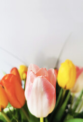 Tło tulipany - obrazy, fototapety, plakaty