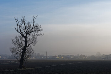 misty morning in the city