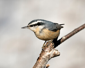 Nuthatch Stock Photos. Close-up profile view perched on a tree branch in its environment and habitat with a blur background, displaying feather plumage and bird tail.  Image. Picture. Portrait.
