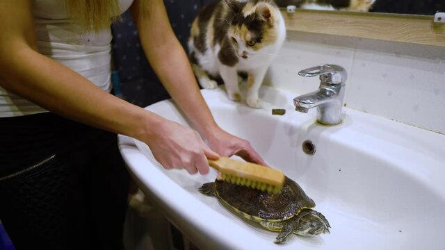 Girl is brushing domestic turtle in sink under running water.