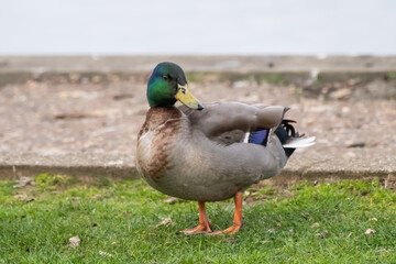 A drake mallard (Anas platyrhynchos) on dry land beside the River Bure in the village of Horning in the heart of the Norfolk Broads