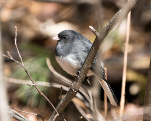 Junco Dark-eyed Photo. Perched on a branch displaying grey feather plumage, head, eye, beak, feet, with a blur background in its environment and habitat. Image. Picture. Portrait.