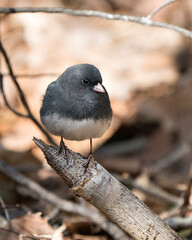 Junco Dark-eyed Photo. Perched on a branch displaying grey feather plumage, head, eye, beak, feet, with a blur background in its environment and habitat. Image. Picture. Portrait.