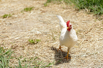 chicken on the farm  chicken animal bird