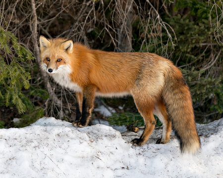 Red Fox Photo Stock. Fox Image. Looking at camera in the winter season in its environment and habitat with blur forest  background displaying bushy fox tail, fur. Picture. Portrait.