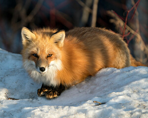 Obraz premium Red Fox Photo Stock. Fox Image. Close-up profile view in the winter season laying on snow with blur forest background and enjoying its environment and habitat. Picture. Portrait.