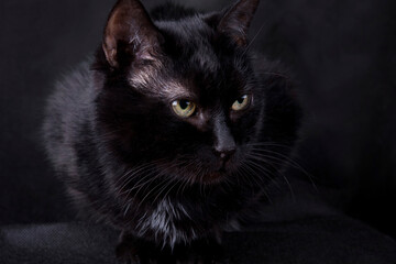 Black cat with yellow eyes on a black background