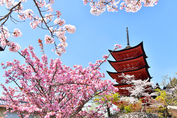 宮島の五重塔と満開の桜