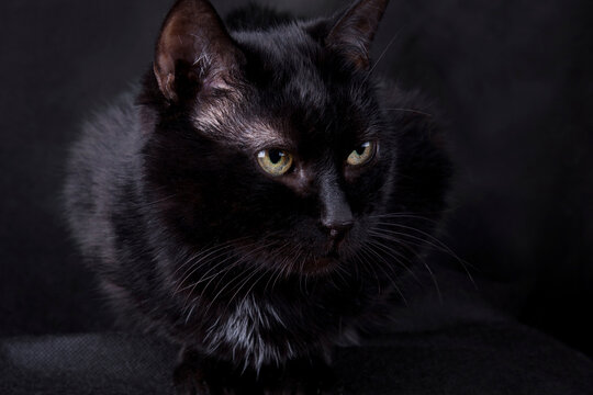 Black cat with yellow eyes on a black background