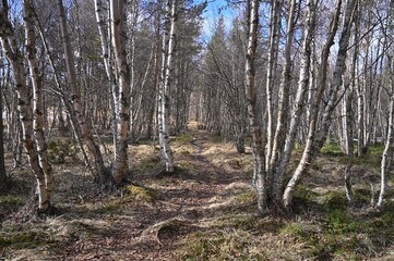 Birch trees among the path
