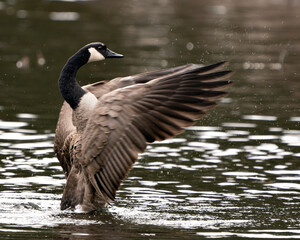 Canadian Geese Photo. Canadian Geese close-up profile view swimming in the water with spread wings in its habitat and environment. Image. Picture. Portrait.
