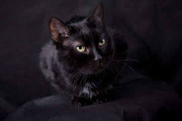 Black cat on a black background in a room in the studio