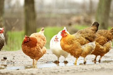 Close-up hens in the village drinking rainy water,farming