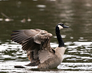 Canadian Geese Photo. Canadian Geese close-up profile view swimming in the water with spread wings in its habitat and environment. Image. Picture. Portrait.
