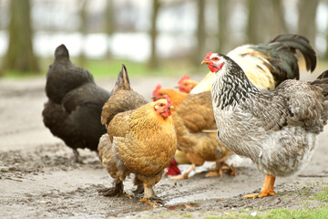 Close-up hens in the village drinking rainy water,farming