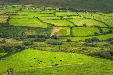 Fototapeta na wymiar Cattle and sheep herds grazing on green fields. Farms and farmlands on a hill of a mountain in Dingle, Wild Atlantic Way, Kerry, Ireland