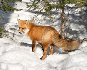 Red Fox Stock Photo. Fox close-up in the winter season in its environment and habitat with snow forest background displaying side view, bushy fox tail, fur. Fox Image. Picture. 