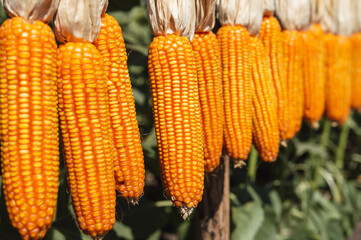 Ripe dried corn cobs hanging. Peeled organic corn drying outside a barn outbuilding .Dried corn on cobs hung on the beam.Concept of farm natural organic.