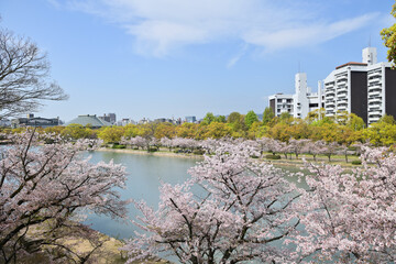 広島市を流れる本川の土手の桜並木