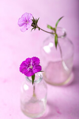 Pink and lilac color sweet william flowers in a small vase on pink background.