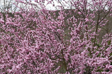Essigbaum im Frühjahr
