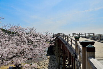 錦帯橋と満開の桜