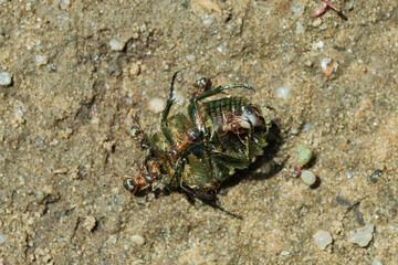 Golden chafer (Latin: Cetonia aurata) eaten by ants (Latin: Formicidae). Insect pest-beetles and predators. Insects closeup.