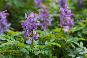 Fototapeta premium hohler lerchensporn (Corydalis cava) , frühlingserwachen im wald, nähe kassel in nordhessen