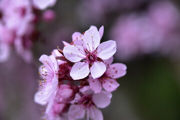 Blüten im Frühling